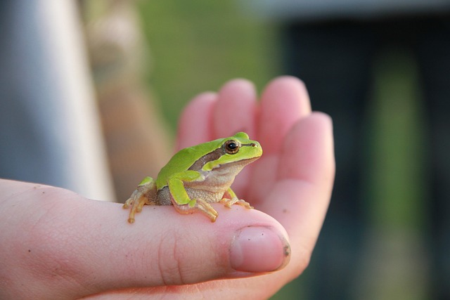 Free Frog Nature photo and picture