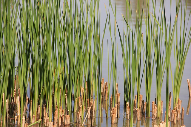 Free Reed Water photo and picture