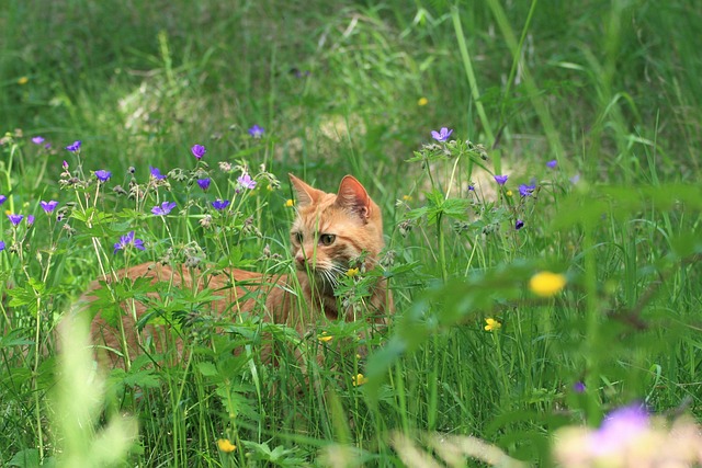 Free Summer Cat photo and picture