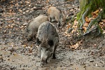 boar, autumn, rooting