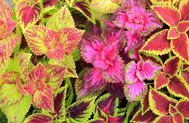 Folha, Colorido, Natureza, Árvore