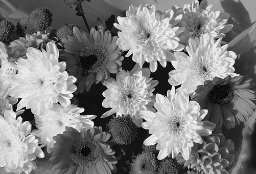 0以上の無料写真を白黒 白黒画像 Pixabay