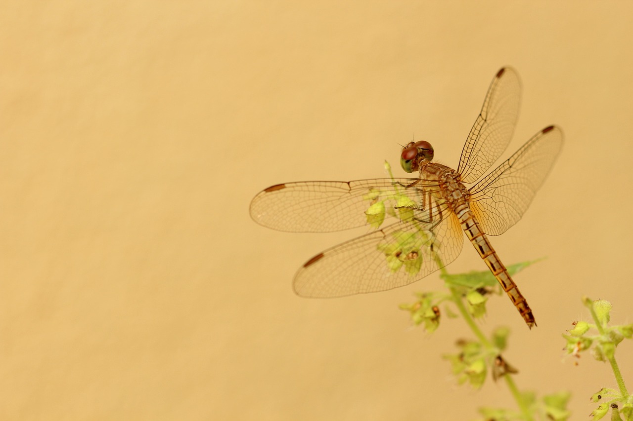 Dragonfly Yellow Flower - Free photo on Pixabay - Pixabay