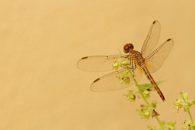 Libélula, Amarelo, Flor, Relva