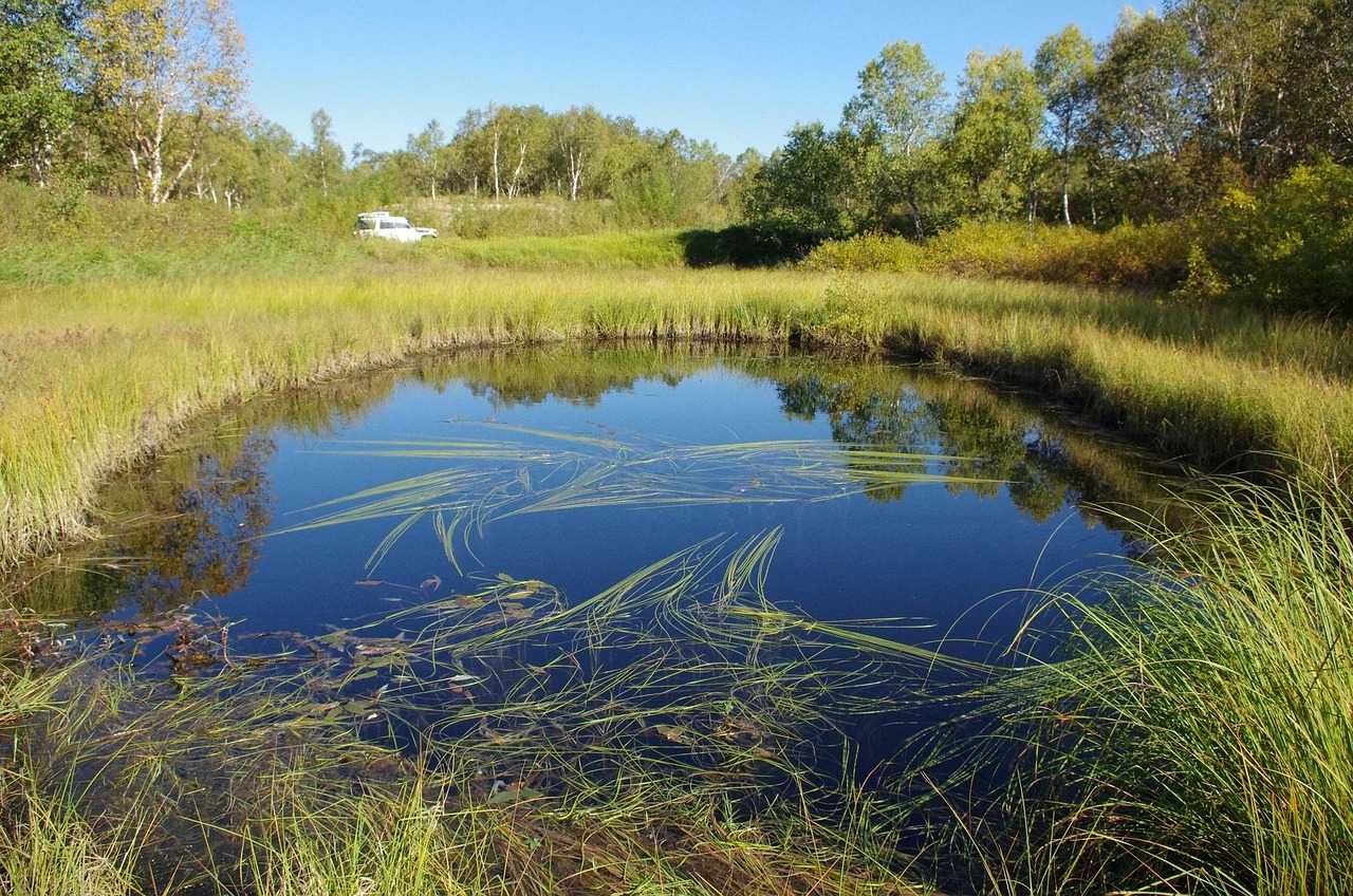 Forest Lake - free online jigsaw puzzle photo