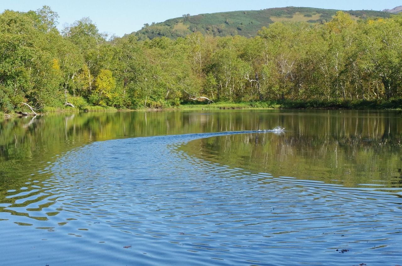 Forest Lake - free online jigsaw puzzle photo