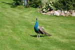 peacock, colored, tom