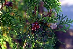 thuja buds, thuja plant, arborvitaes