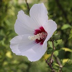 rose of sharon, rose, sharon