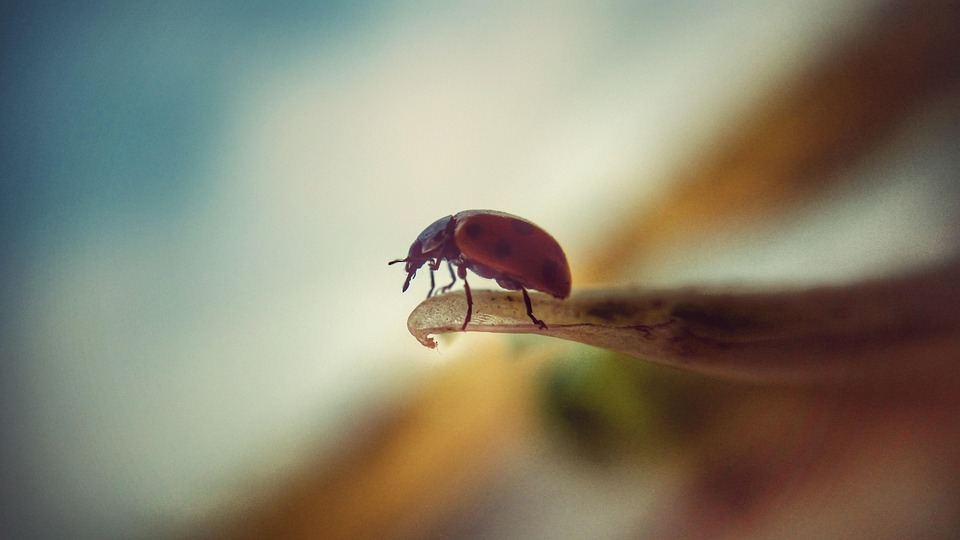 Insecto Macro Pequeño - Foto gratis en Pixabay - Pixabay