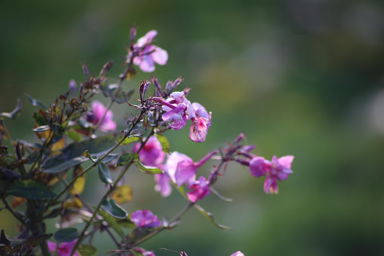 Kwiaty Floks Natura Kwiat - Darmowe zdjęcie na Pixabay - Pixabay