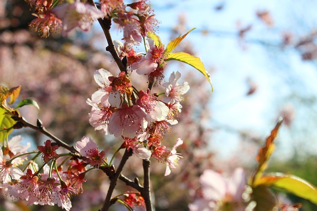 Free Flowers Beautiful Flowers photo and picture