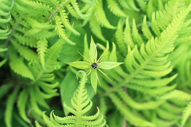Free Flower Green photo and picture