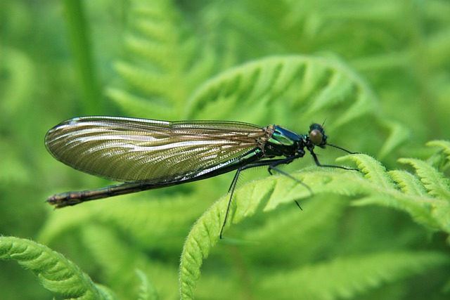 Free Insect Macro photo and picture
