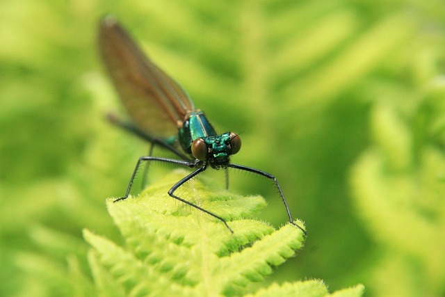 Free Insect Macro photo and picture
