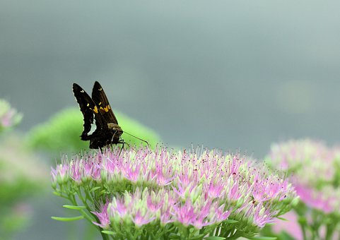 Borboleta, Mariposa, Inseto, Alimentando