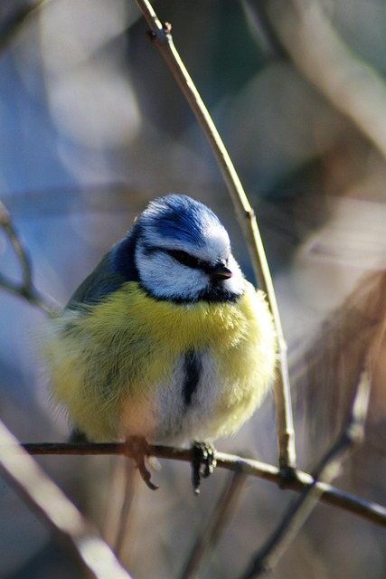 Free Bird Bruised photo and picture