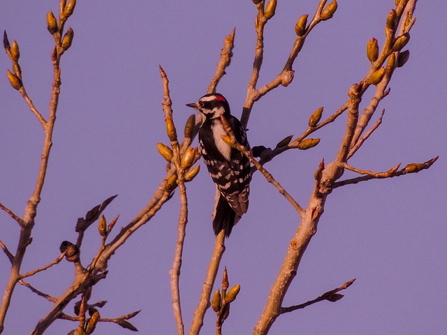 Downy Woodpecker, Naturaleza, Paisaje