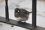 dark-eyed junco, junco, bird