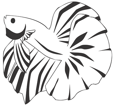 Betta, Pez, Acuario, Tropical, Cola