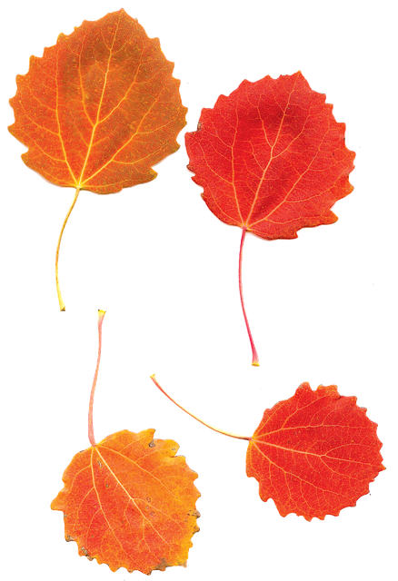 Álamos, Aspen Hojas, Otoño, Hoja
