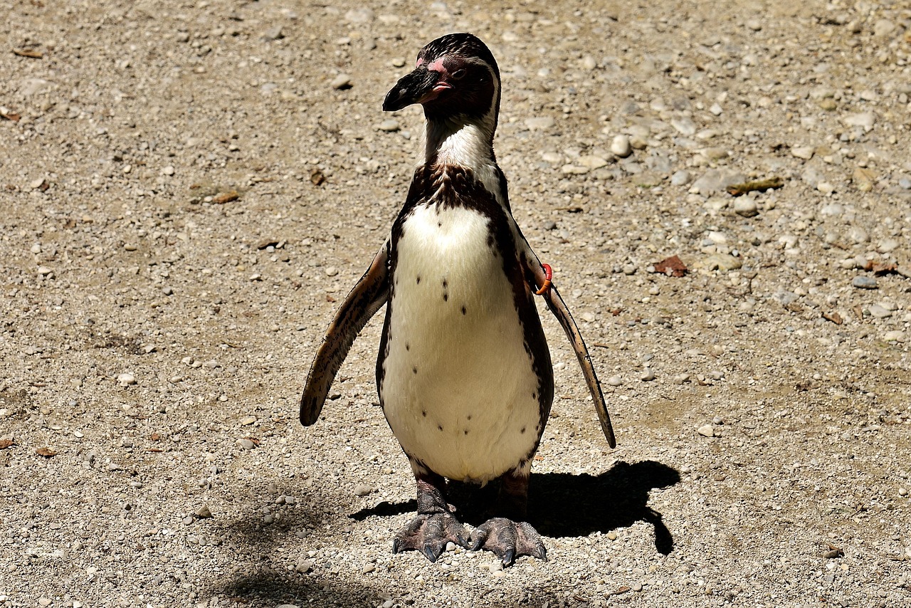 penguin-2753279_1280.jpg
