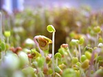 sprouted seeds, power, bio
