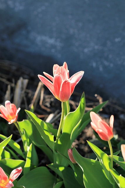 Free Flower Spring photo and picture