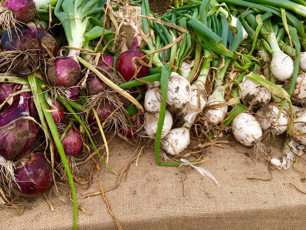 Radishes - free online jigsaw puzzle photo