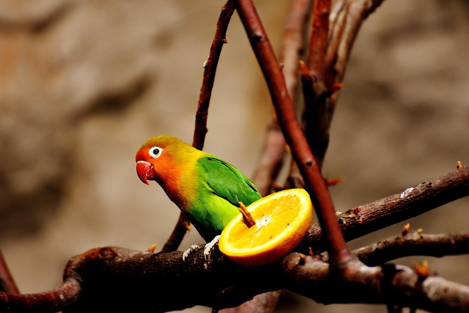Burung Nuri Warna Warni Foto Gratis Di Pixabay
