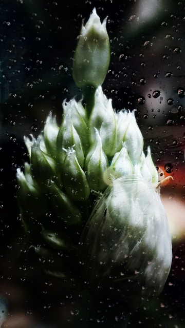 Free Flower In Rainy Day Gray Day photo and picture