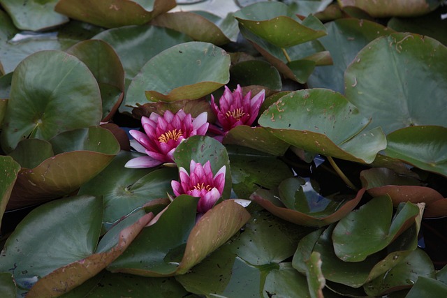 Free Lily Leaves photo and picture