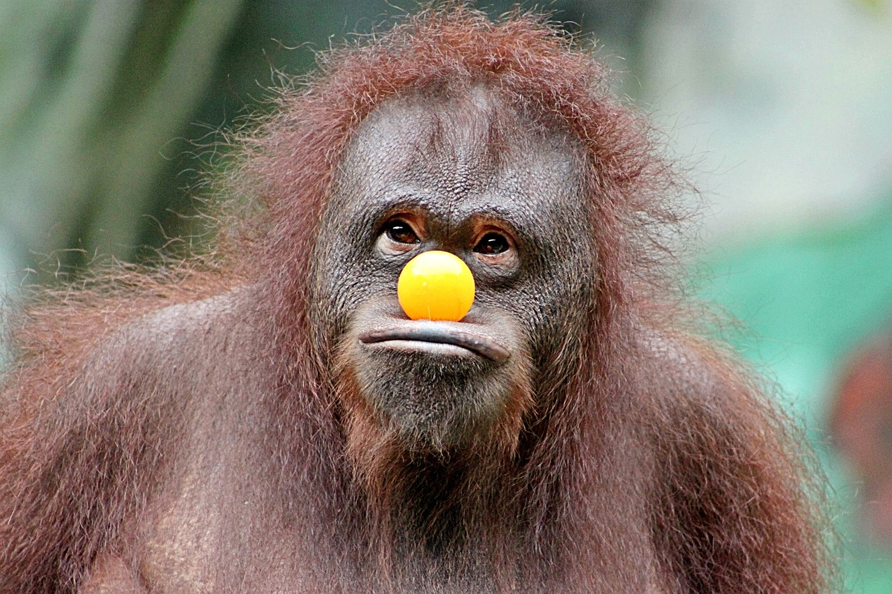 Aap Grappig Plezier Gratis Foto Op Pixabay Aap Grappig Plezier Gratis Foto Op Pixabay