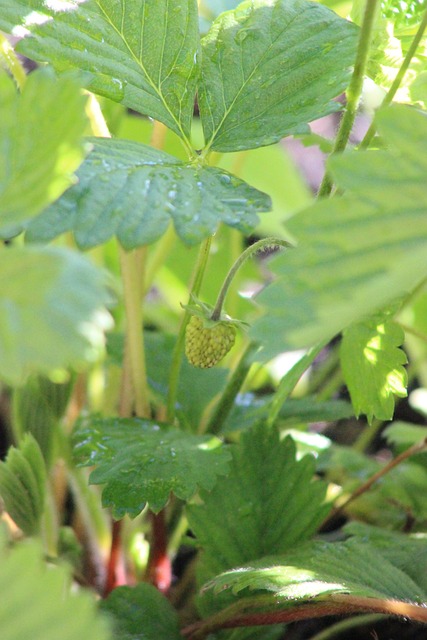 Free Strawberry Bud photo and picture