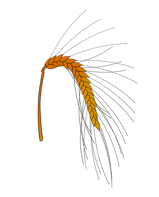Free grain rye background illustration