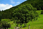 landscape, summer, pasture