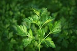 parsley, kitchen herbs, herbs