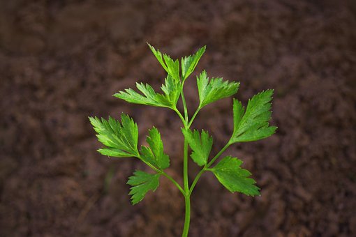 Free Parsley Kitchen Herbs photo and picture