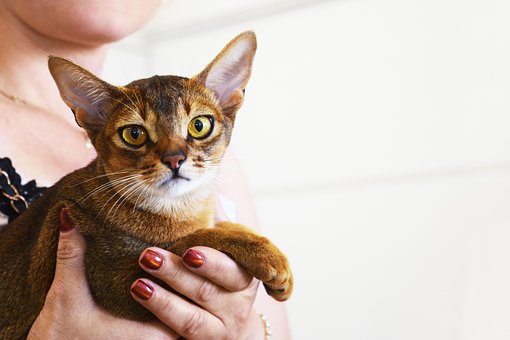 Free Abyssinian Cat Cat Pageant photo and picture