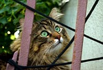 cat, behind fence, curious