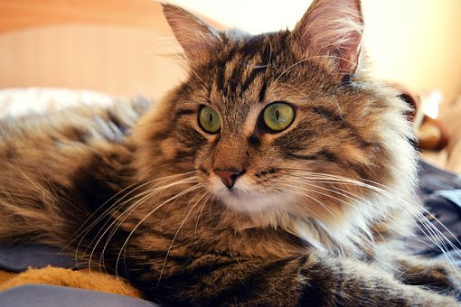 Free Cat In Bed Morning photo and picture