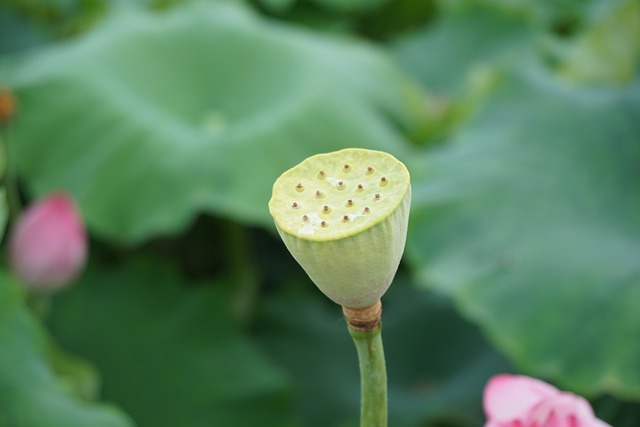 Free Lotus photo and picture