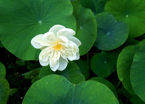 超过100 张关于 白莲 和 白莲花 的免费图片 Pixabay