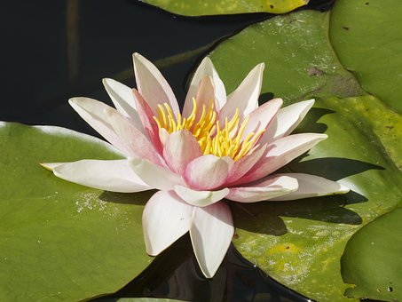Free Flowers Water Lily photo and picture