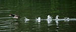 water birds, take off, rush
