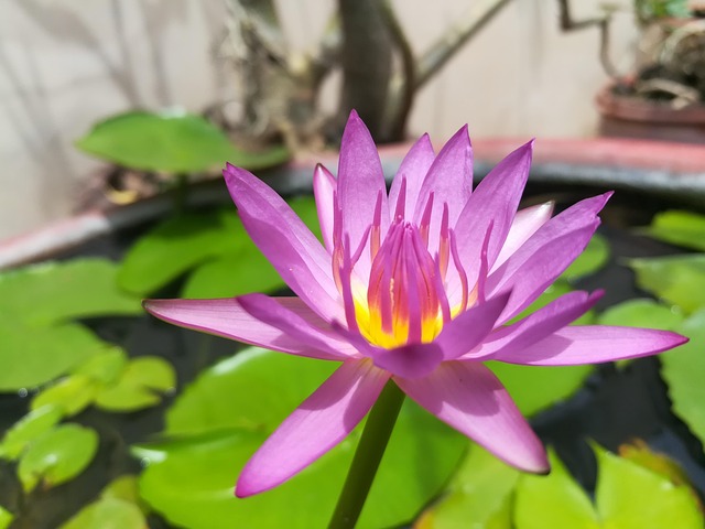 Free Lotus Lotus Basin photo and picture