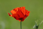 poppy, flower, flanders fields