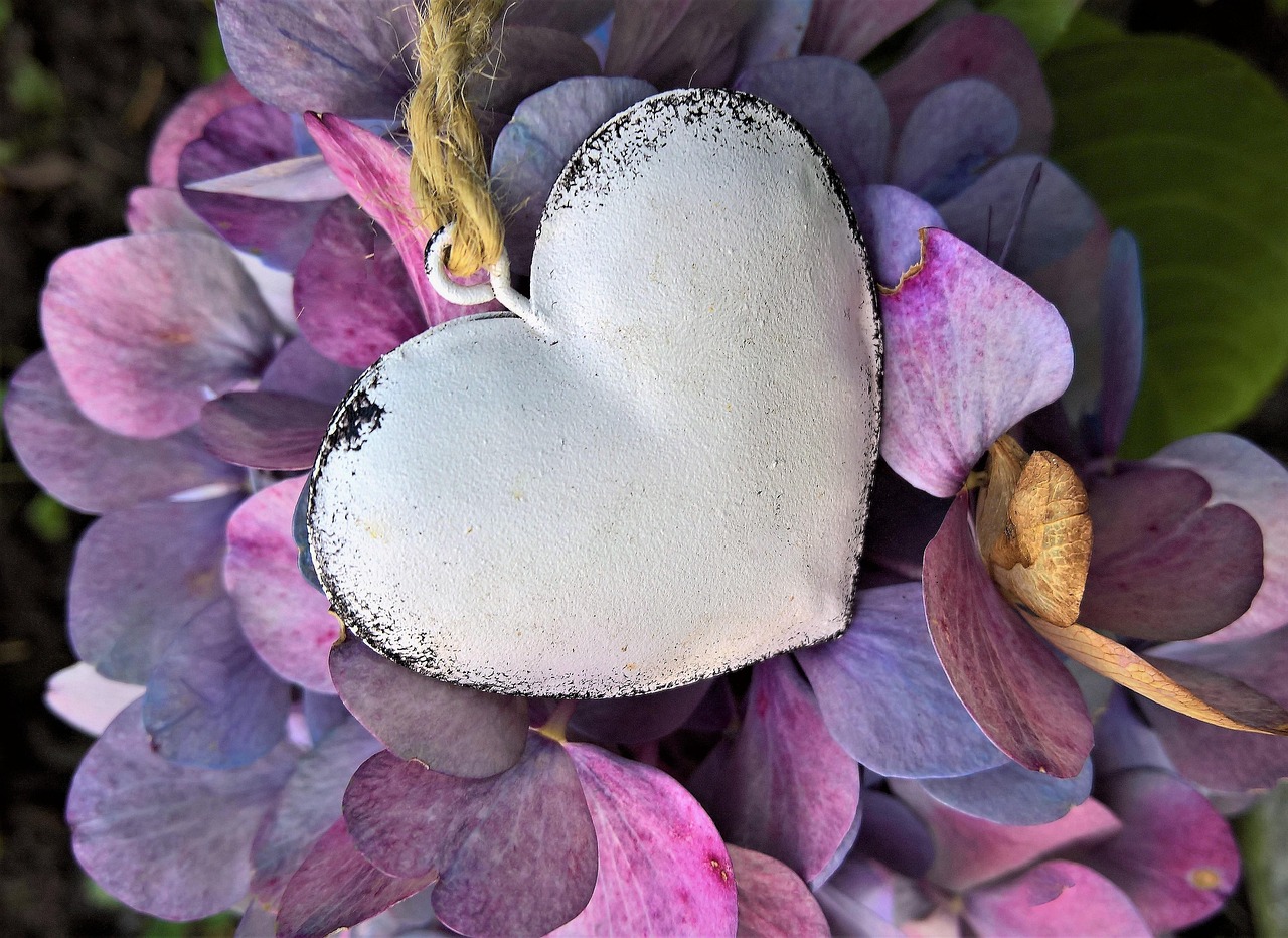 Hydrangeas Heart Fall Hydrangea - Free photo on Pixabay - Pixabay