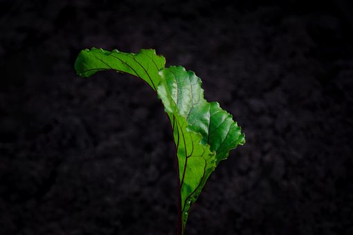 Free Leaf Herb photo and picture