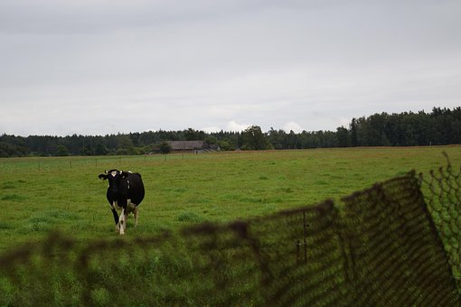 Free Cow Farm photo and picture